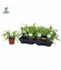 Chlorophytum