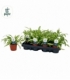 Chlorophytum