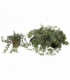 Hedera