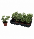 Hedera
