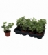 Hedera