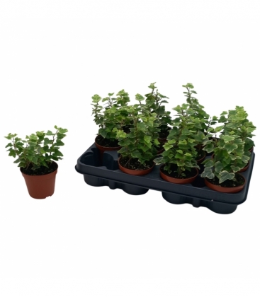 Hedera