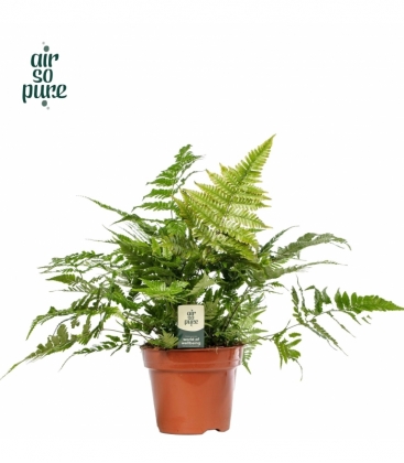 Dryopteris