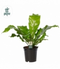 Asplenium