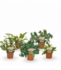 Fern