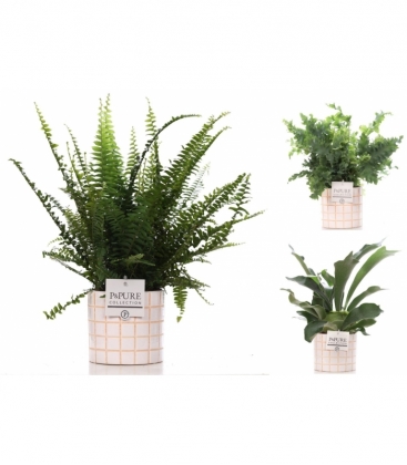 Fern