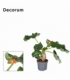 Jatropha
