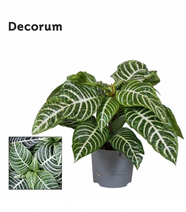 Aphelandra