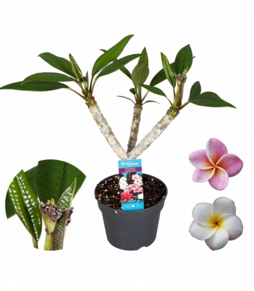 Plumeria