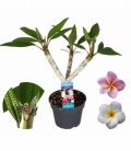 Plumeria
