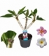 Plumeria