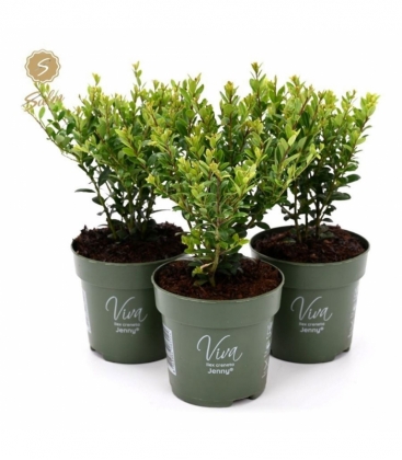 Ilex