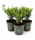 Ilex