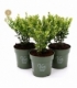 Ilex