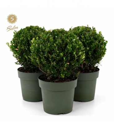 Ilex