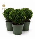 Ilex