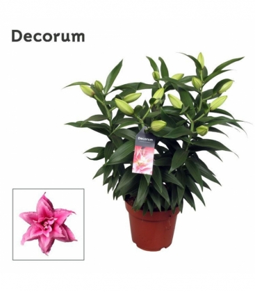 Lilium