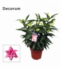 Lilium