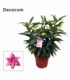 Lilium