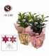 Lilium