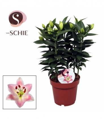 Lilium