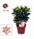 Lilium