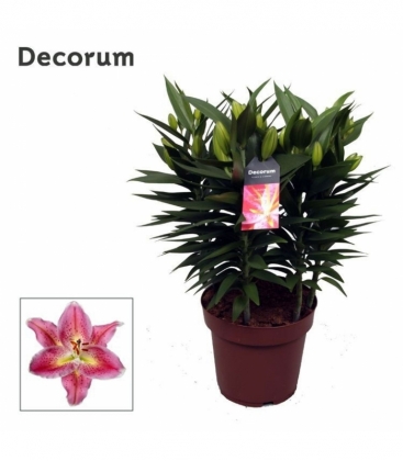 Lilium
