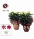 Lilium