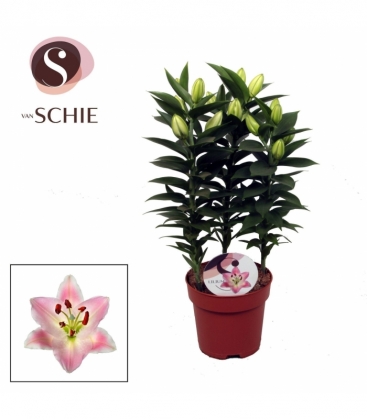 Lilium