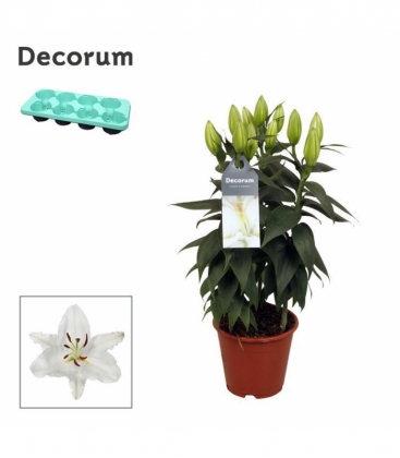 Lilium