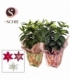 Lilium