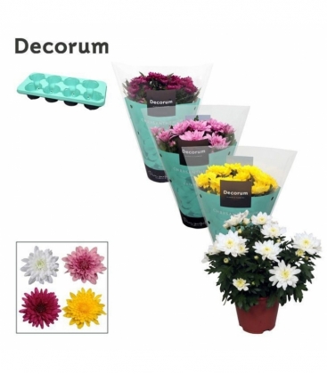 Chrysanthemum