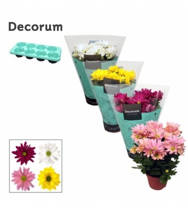 Chrysanthemum