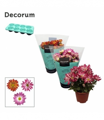 Chrysanthemum