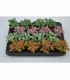 Fittonia