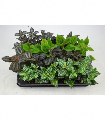 Pilea