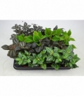 Pilea
