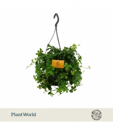 Parthenocissus