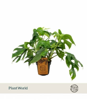 Monstera