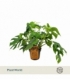 Monstera