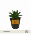 Gasteria