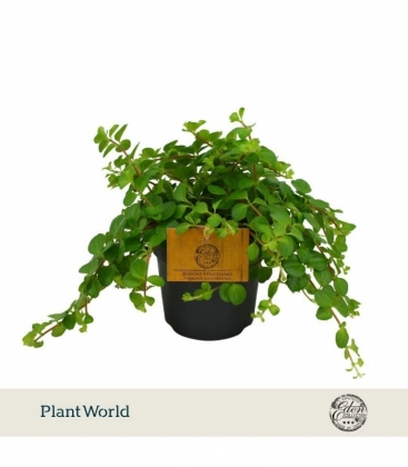 Peperomia
