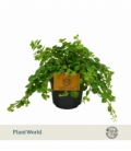 Peperomia