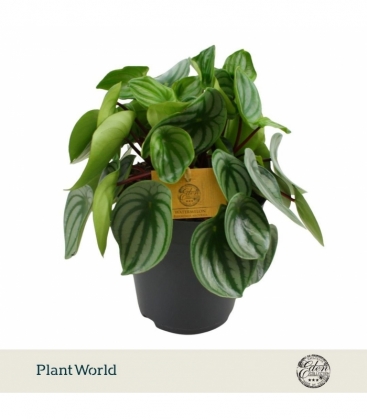 Peperomia