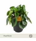 Peperomia