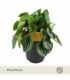 Peperomia