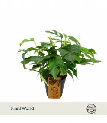 Monstera