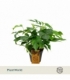 Monstera