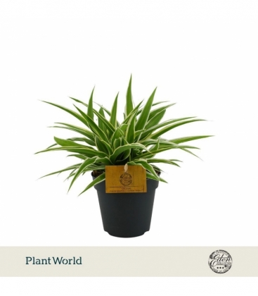 Chlorophytum