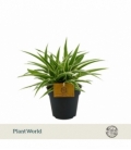 Chlorophytum